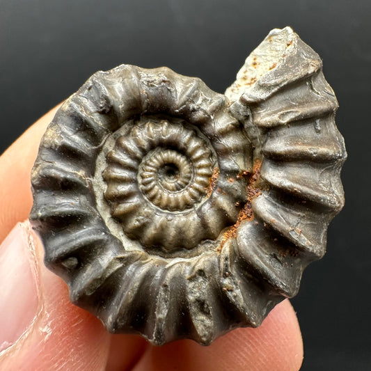 Gagaticeras Ammonite fossil with box and stand - Whitby, North Yorkshire Jurassic Coast Yorkshire Fossils