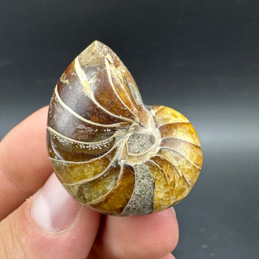 Cenoceras Nautilus Fossil With Box And Stand - Middle Cretaceous Madagascar