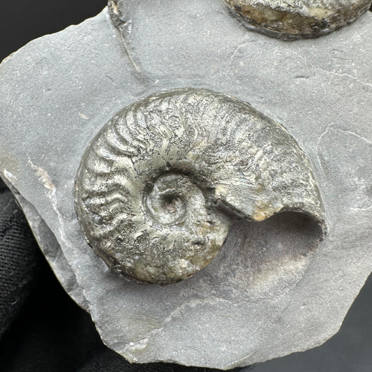 Golden Harpoceras Sp. Ammonite fossil with box and stand - Whitby, North Yorkshire Jurassic Coast Yorkshire Fossils