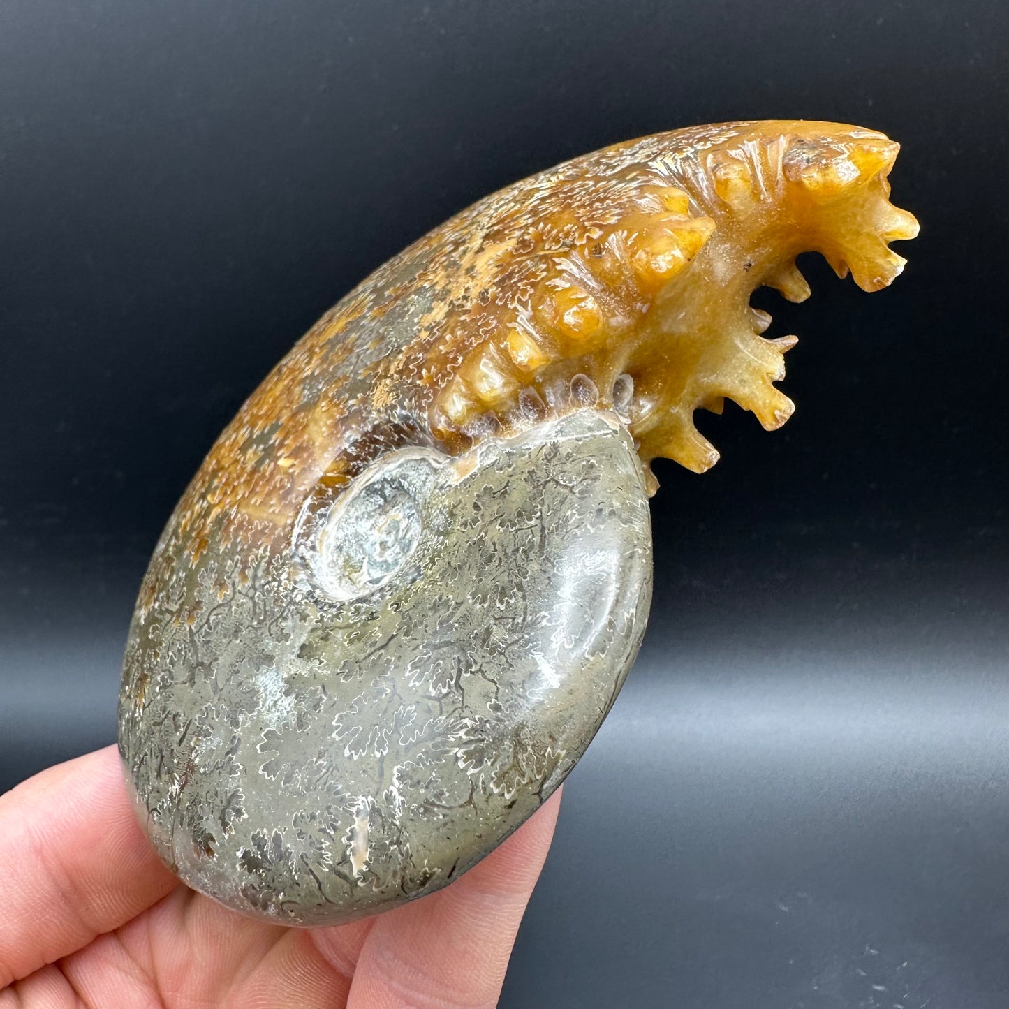 Cleoniceras Ammonite Fossil With Box And Stand - Cretaceous Ammonite Madagascar