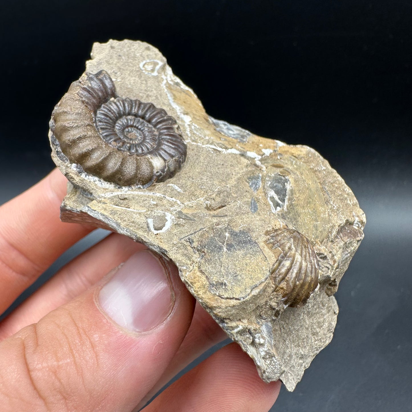 Androgynoceras capricornus Ammonite Fossil With Box And Stand - Whitby, North Yorkshire Jurassic Coast Yorkshire Fossils