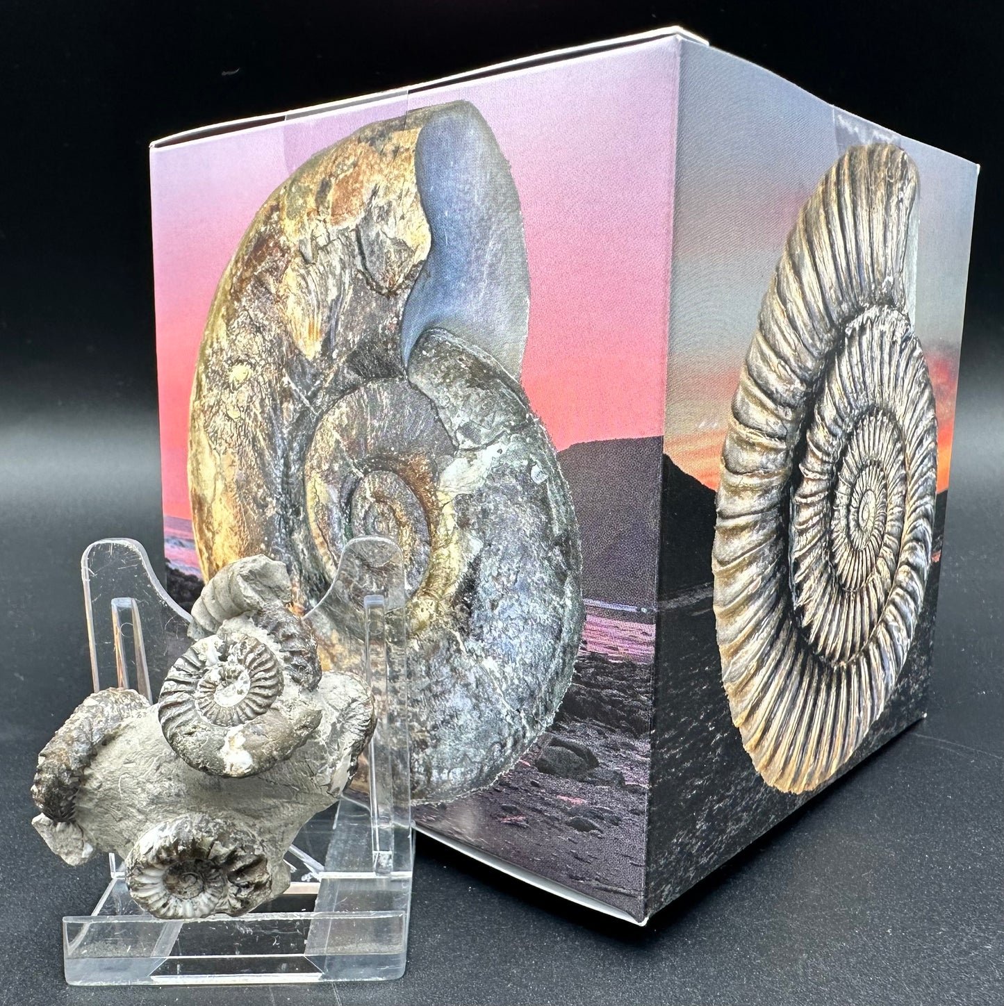 Oistoceras figulinum ammonite fossil with box and stand - Whitby, North Yorkshire Jurassic Coast Yorkshire Fossils