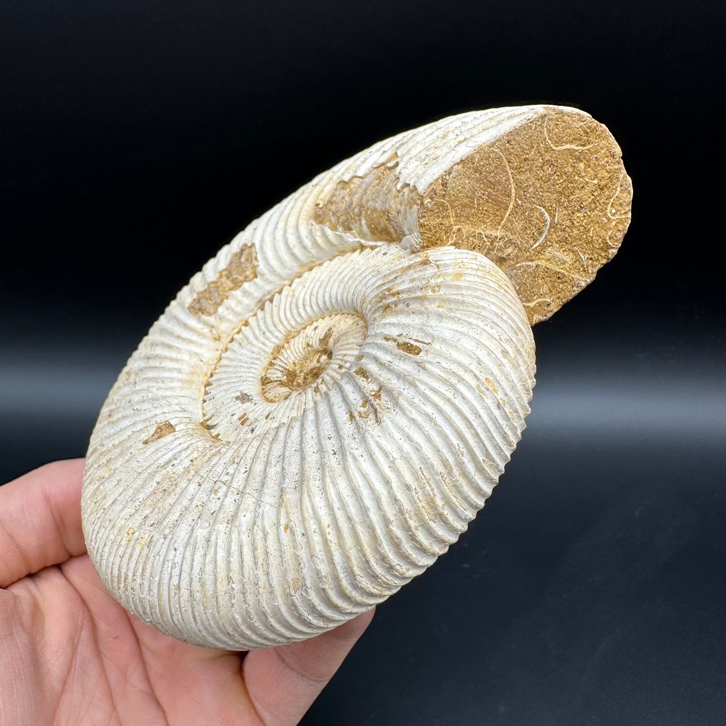Dichotomosphinctes Ammonite Fossil With Stand - Middle Jurassic Ammonite Madagascar