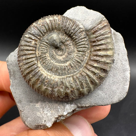 Dactylioceras Ammonite Fossil With Box And Stand - Whitby, North Yorkshire Jurassic Coast Yorkshire Fossils