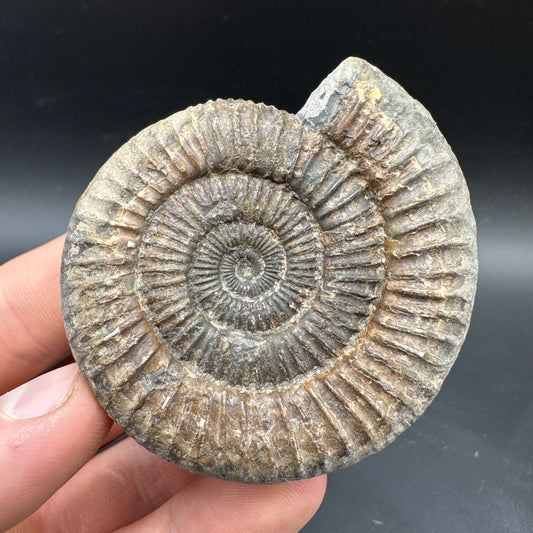 Dactylioceras Ammonite Fossil With box and Stand - Whitby, North Yorkshire Jurassic Coast Yorkshire Fossils