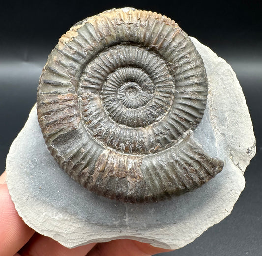 Dactylioceras Ammonite Fossil With Box And Stand - Whitby, North Yorkshire Jurassic Coast Yorkshire Fossils