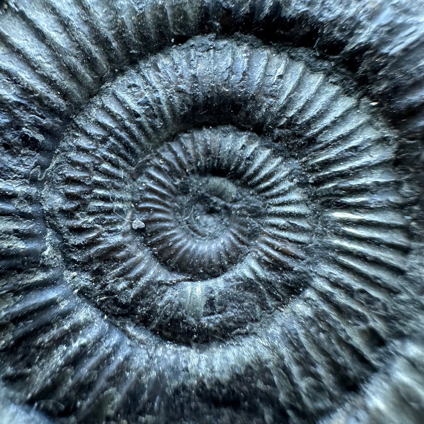 Dactylioceras Ammonite Fossil With box and Stand - Whitby, North Yorkshire Jurassic Coast Yorkshire Fossils