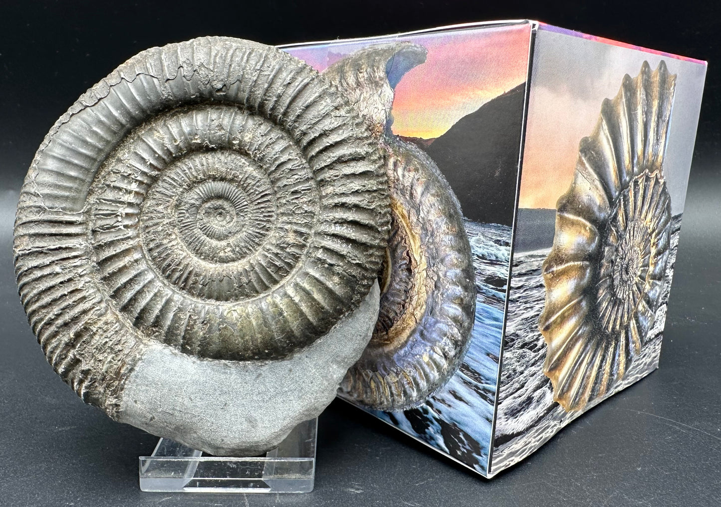 Dactylioceras Ammonite Fossil With Box And Stand - Whitby, North Yorkshire Jurassic Coast Yorkshire Fossils