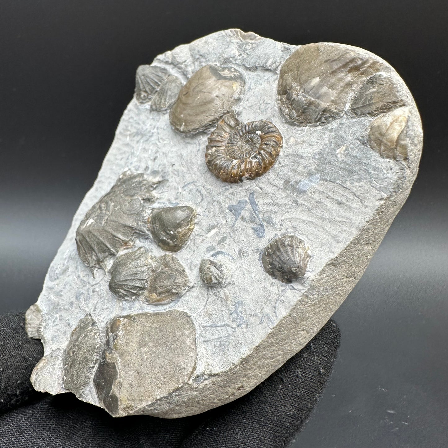 Androgynoceras capricornus Ammonite fossil with box and stand - Whitby, North Yorkshire Jurassic Coast Yorkshire Fossils