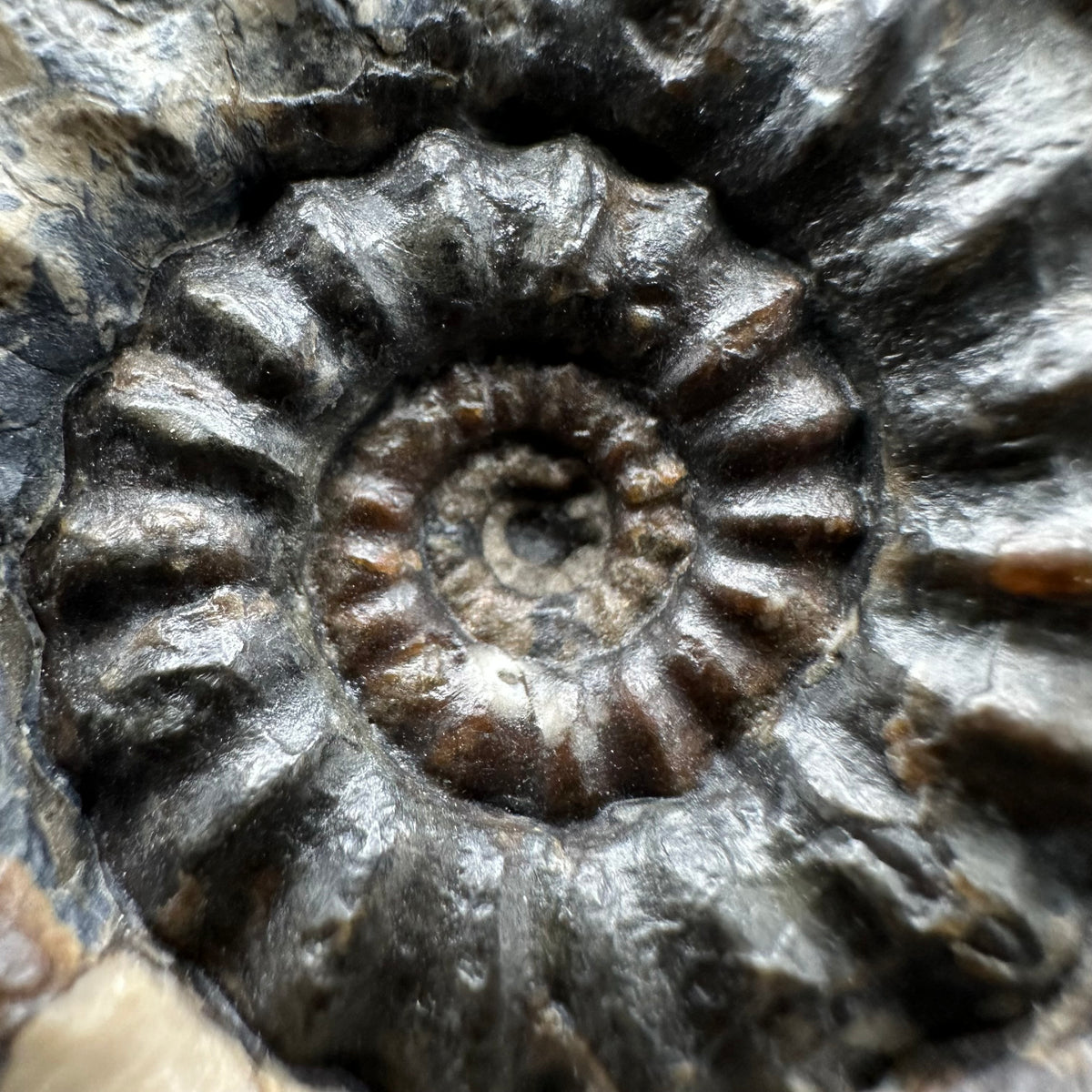 Androgynoceras maculatum ammonite fossil with box and stand - Whitby, North Yorkshire Jurassic Coast Yorkshire Fossils