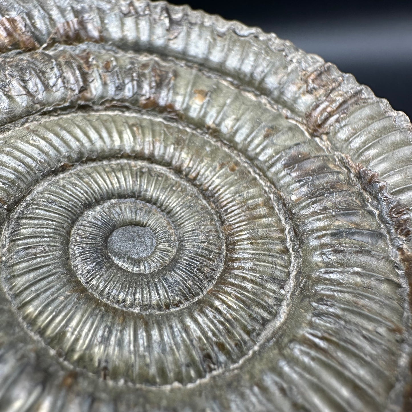 Golden Dactylioceras Ammonite Fossil With Box And Stand - Whitby, North Yorkshire Jurassic Coast Yorkshire Fossils