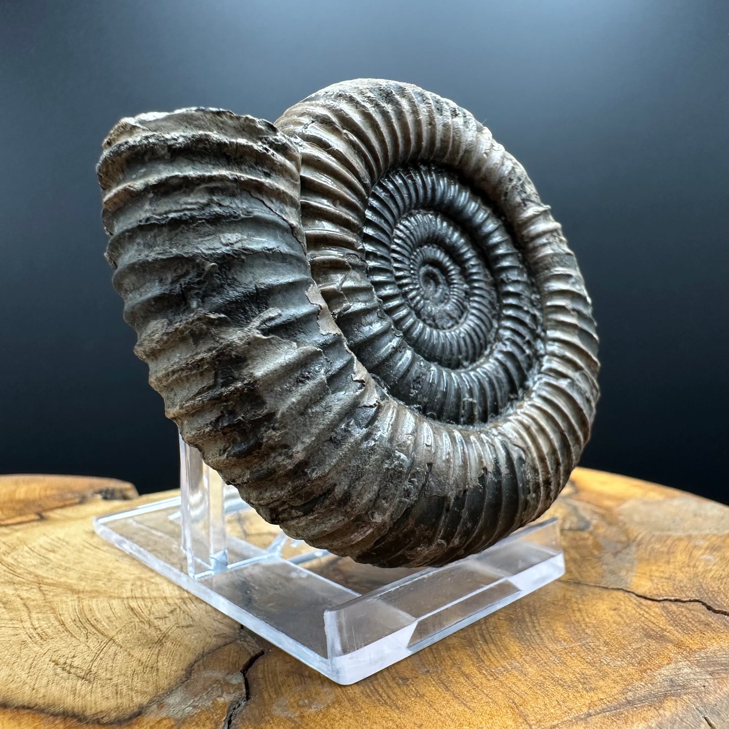 Dactylioceras Ammonite Fossil With box and Stand - Whitby, North Yorkshire Jurassic Coast Yorkshire Fossils