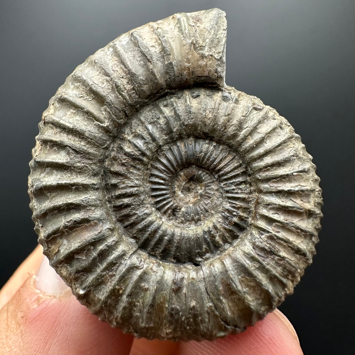 Dactylioceras Ammonite Fossil With box and Stand - Whitby, North Yorkshire Jurassic Coast Yorkshire Fossils