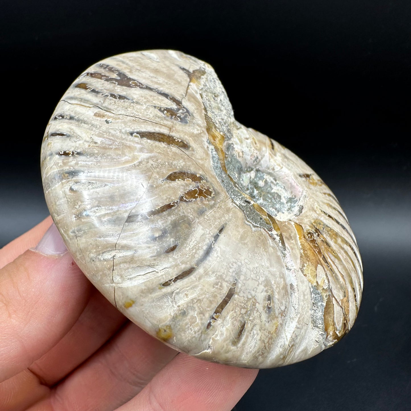 Cleoniceras Ammonite Fossil With Box And Stand - Cretaceous Ammonite Madagascar