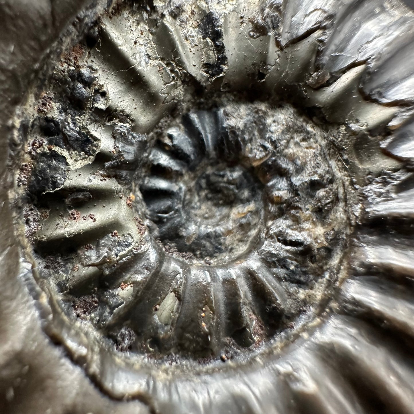 Asteroceras Ammonite fossil with box and stand - Whitby, North Yorkshire Jurassic Coast Yorkshire Fossils