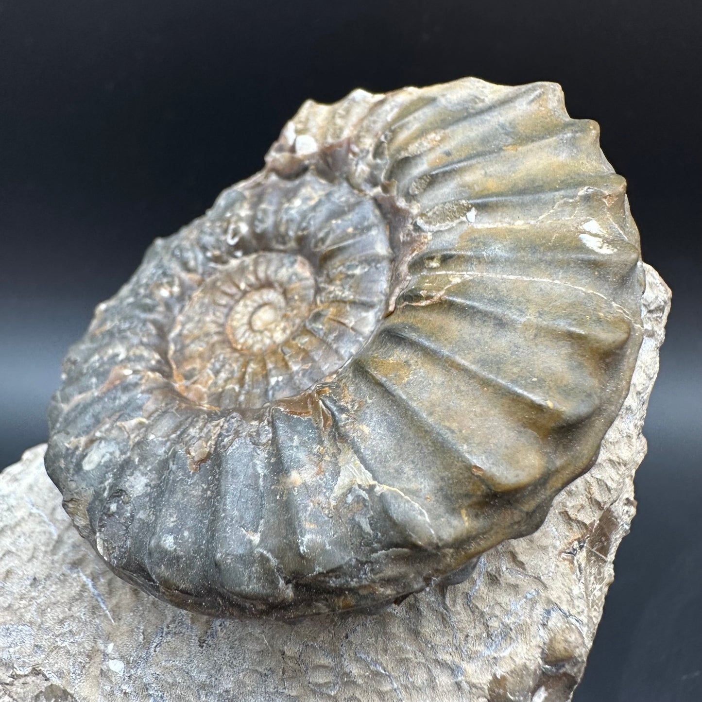 Pleuroceras paucicostatum ammonite fossil with box and stand - Whitby, North Yorkshire Jurassic Coast Yorkshire Fossils