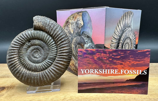 Dactylioceras Ammonite Fossil With box and Stand - Whitby, North Yorkshire Jurassic Coast Yorkshire Fossils