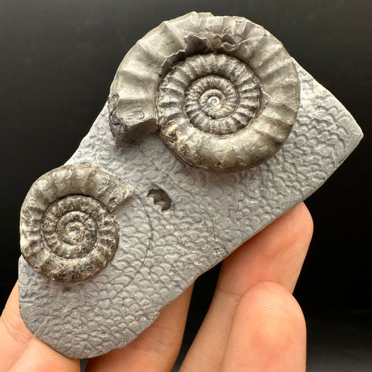 Arnioceras ammonite shell fossil with box and stand - Whitby, North Yorkshire Jurassic Coast Yorkshire Fossils