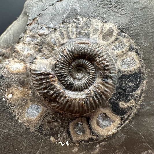 Dactylioceras Ammonite Fossil Gift Set - Whitby, North Yorkshire Jurassic Coast Yorkshire Fossils