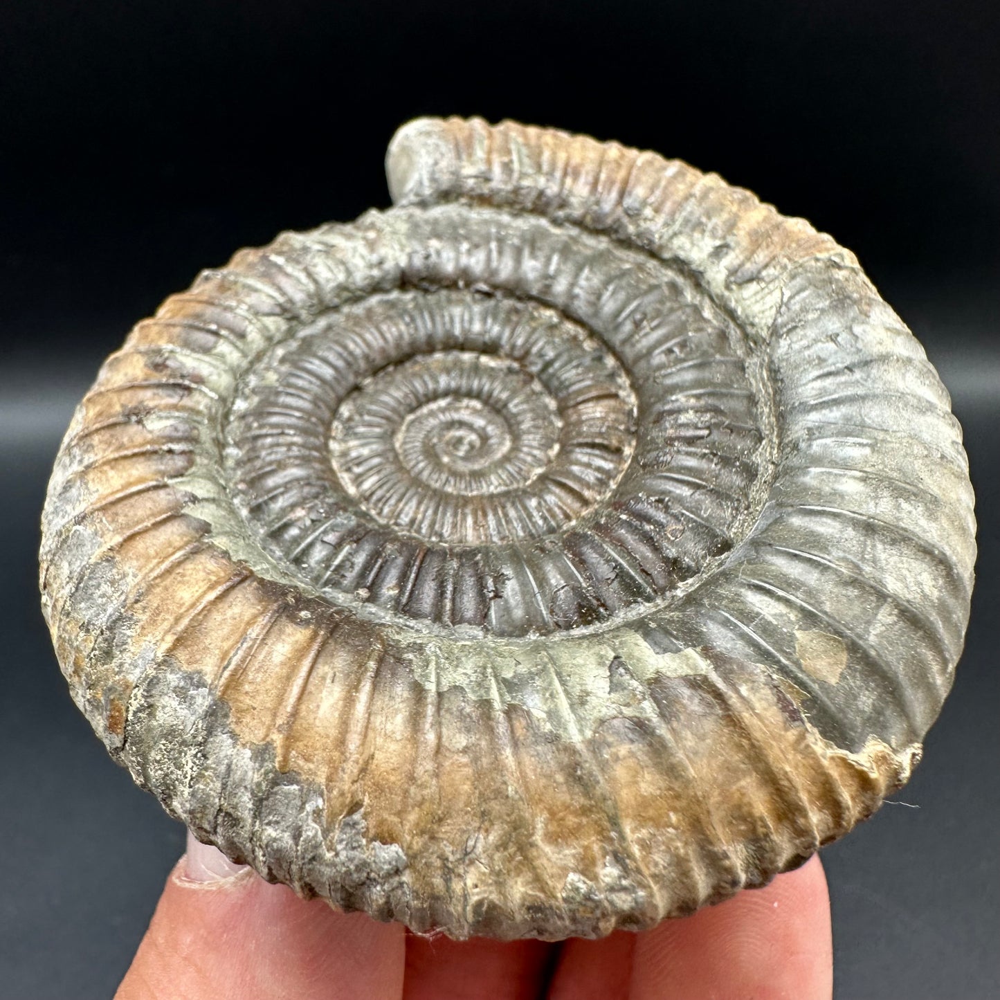 Dactylioceras Ammonite Fossil With Box And Stand - Whitby, North Yorkshire Jurassic Coast Yorkshire Fossils