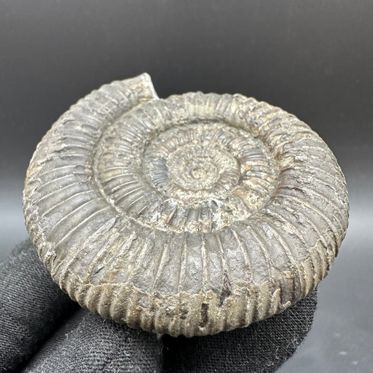 Dactylioceras Ammonite Fossil With Box And Stand - Whitby, North Yorkshire Jurassic Coast Yorkshire Fossils