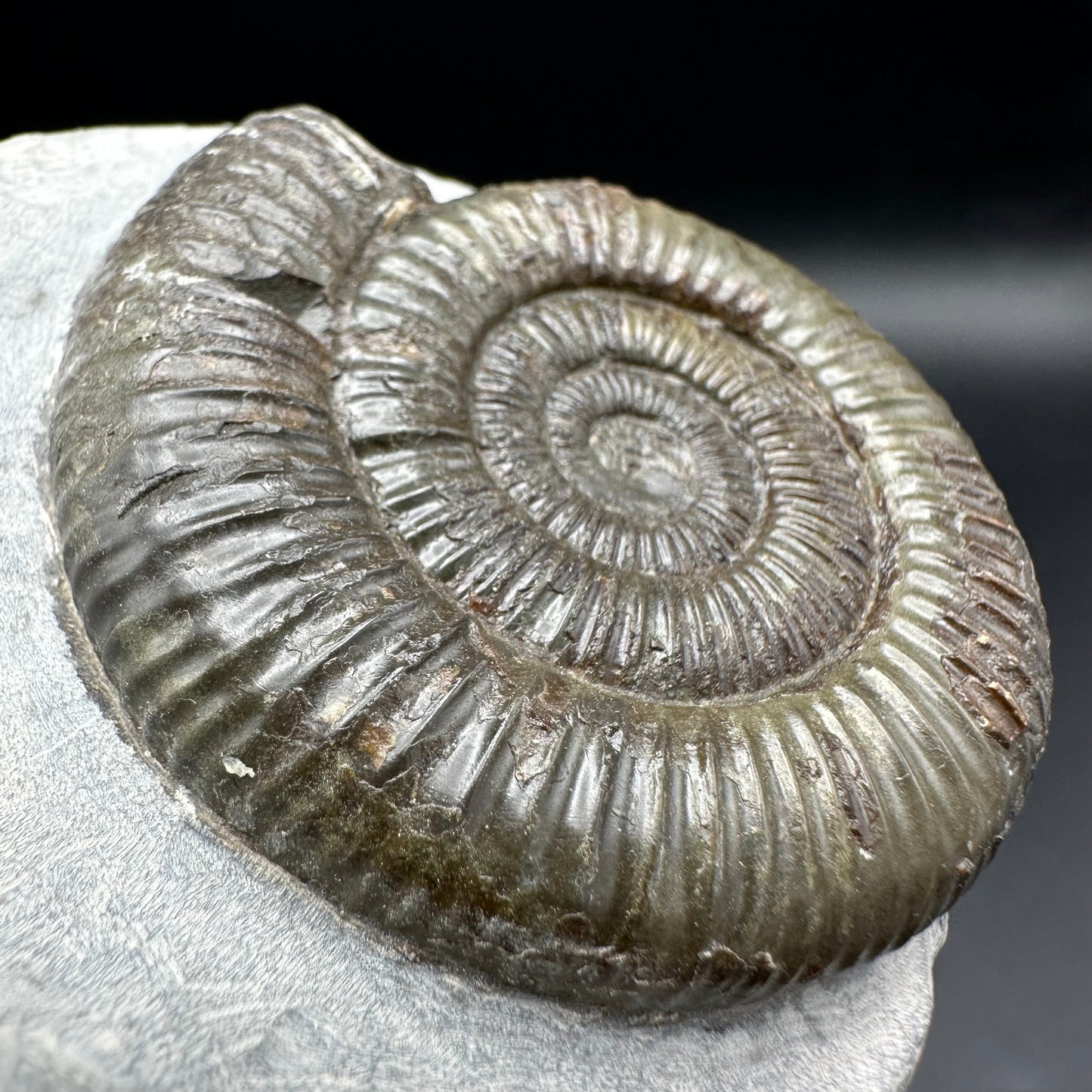 Dactylioceras Ammonite Fossil With Box And Stand - Whitby, North Yorkshire Jurassic Coast Yorkshire Fossils