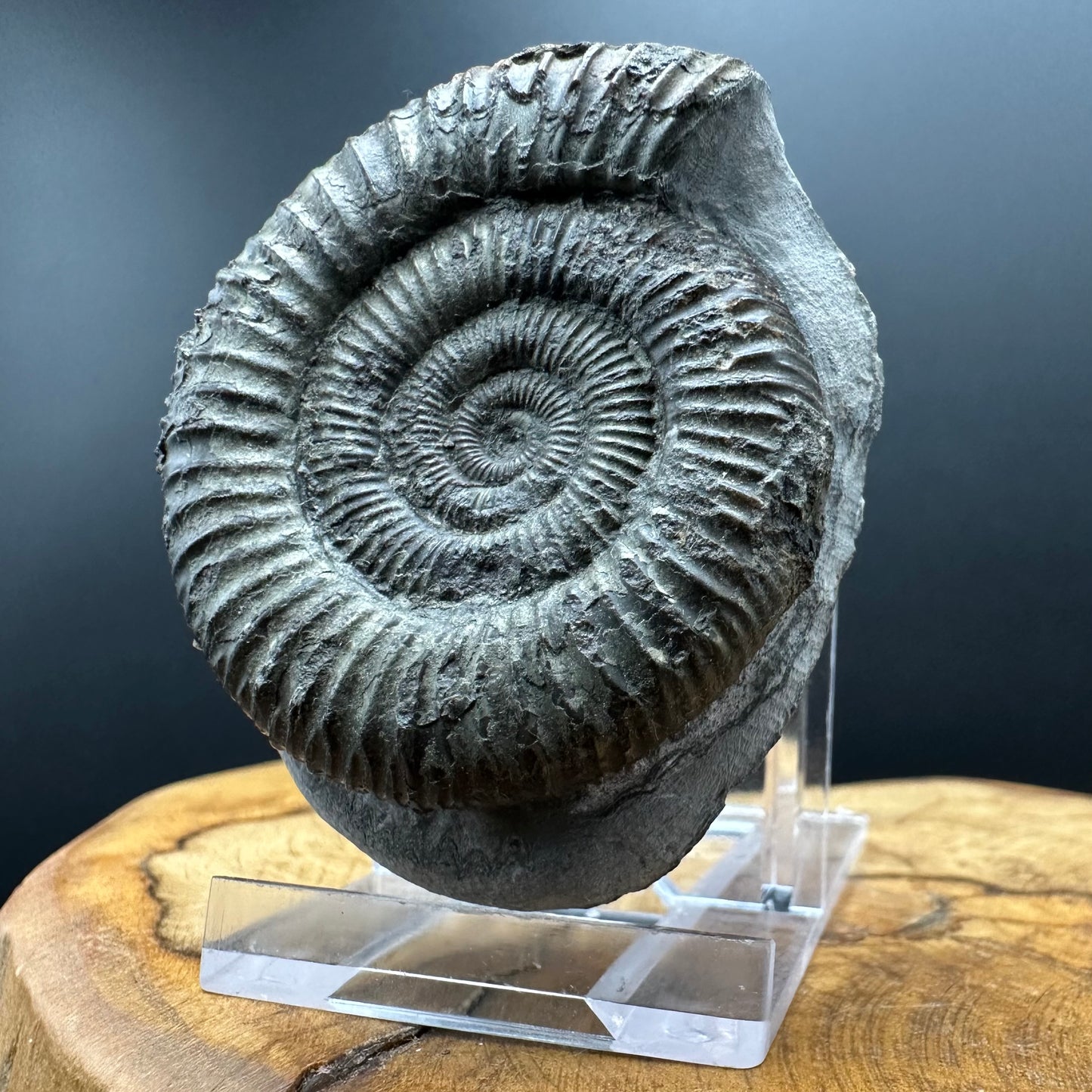 Dactylioceras Ammonite Fossil With box and Stand - Whitby, North Yorkshire Jurassic Coast Yorkshire Fossils