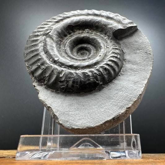 Hildoceras Bifrons Ammonite fossil with box and stand - Whitby, North Yorkshire Jurassic Coast, Yorkshire Fossils from the Jurassic Coast
