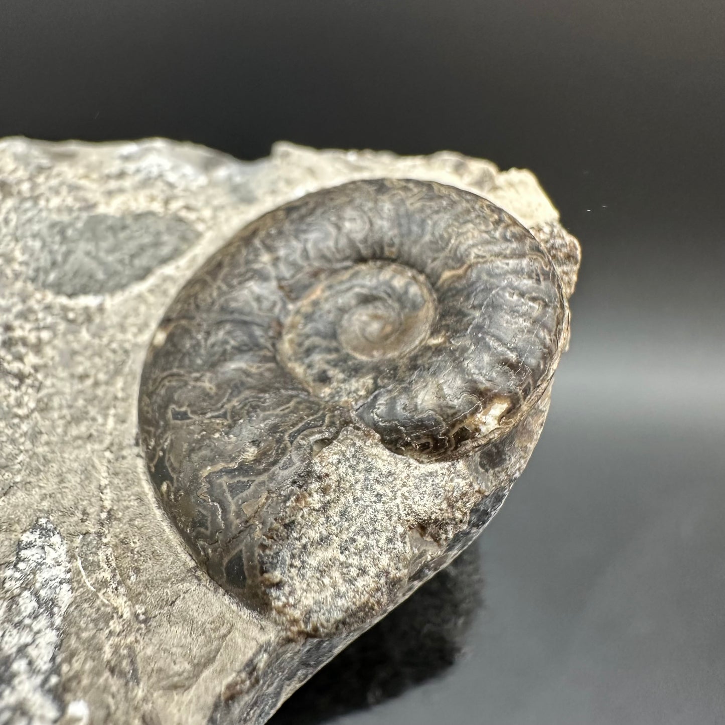 Grammoceras thoaurense Ammonite shell fossil with box and stand - Whitby, North Yorkshire, Yorkshire Fossils from the Jurassic Coast