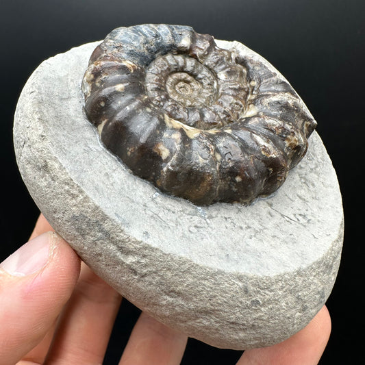 Androgynoceras maculatum ammonite fossil with stand - Whitby, North Yorkshire Jurassic Coast Yorkshire Fossils