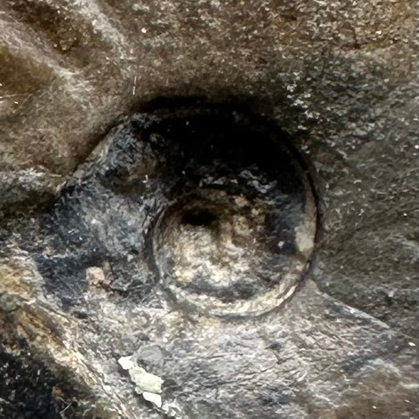 Amaltheus striatus ammonite fossil with box and stand - Whitby, North Yorkshire Jurassic Coast Yorkshire Fossils