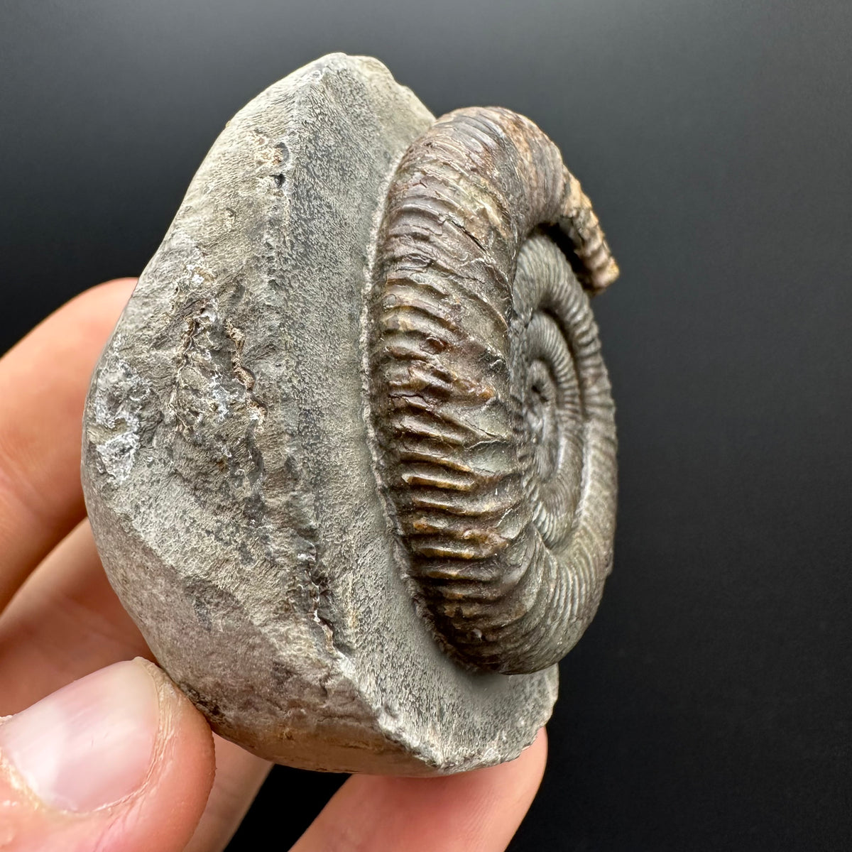 Dactylioceras Ammonite Fossil With box and Stand - Whitby, North Yorkshire Jurassic Coast Yorkshire Fossils