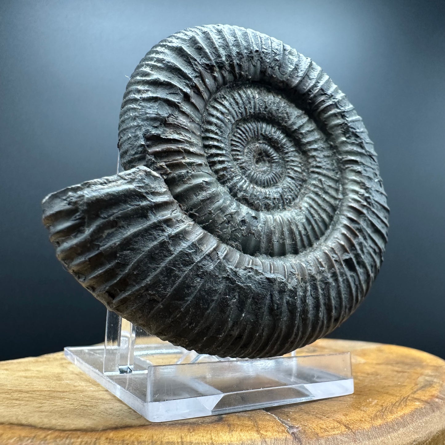 Dactylioceras Ammonite Fossil With box and Stand - Whitby, North Yorkshire Jurassic Coast Yorkshire Fossils