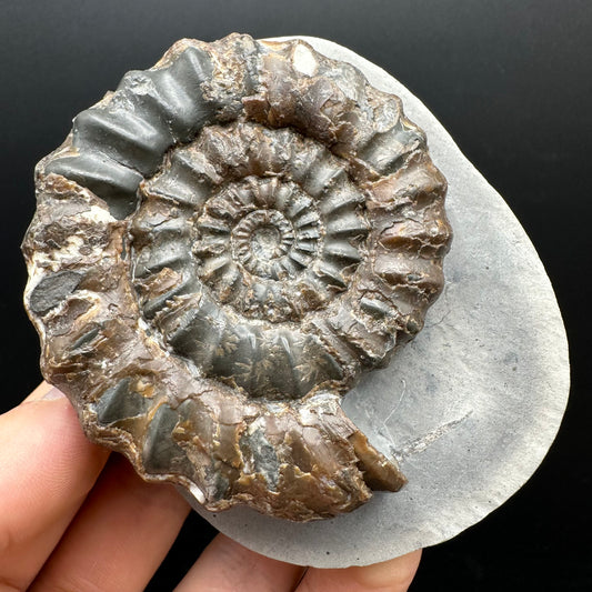 Androgynoceras maculatum ammonite fossil with box and stand - Whitby, North Yorkshire Jurassic Coast Yorkshire Fossils