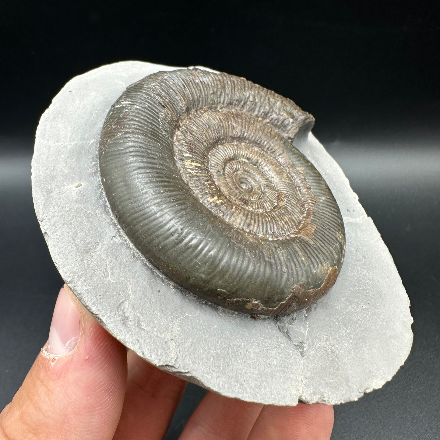 Dactylioceras tenuicostatum Ammonite fossil with box and stand - Whitby, North Yorkshire Jurassic Coast