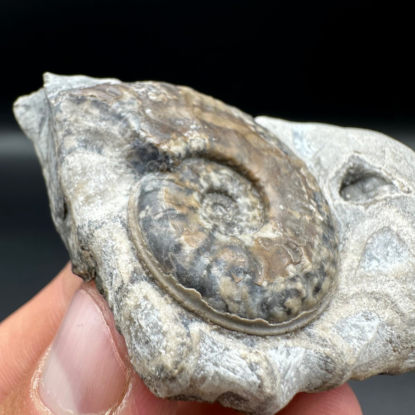 Harpoceras ammonite fossil with box and stand - Whitby, North Yorkshire Jurassic Coast Yorkshire Fossils