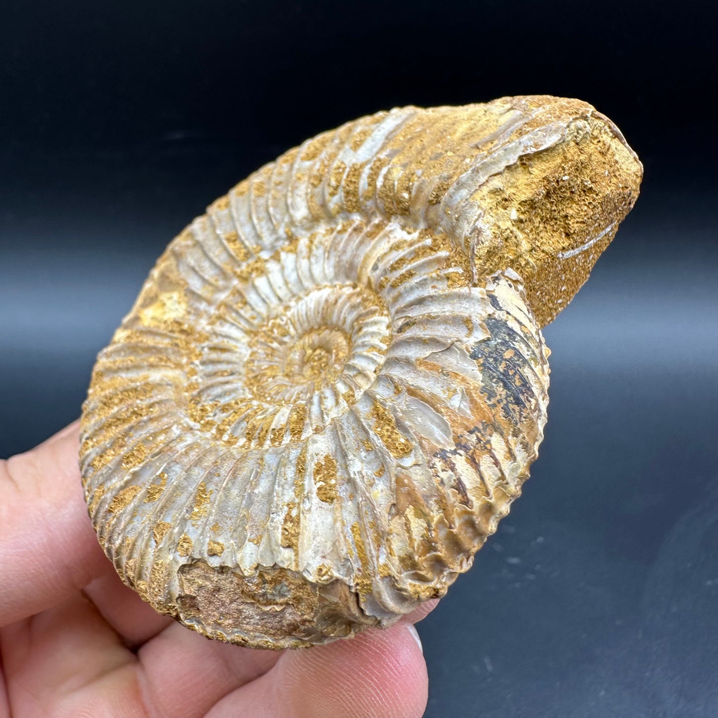 Dichotomosphinctes Ammonite Fossil With Box And Stand - Middle Jurassic Ammonite Madagascar