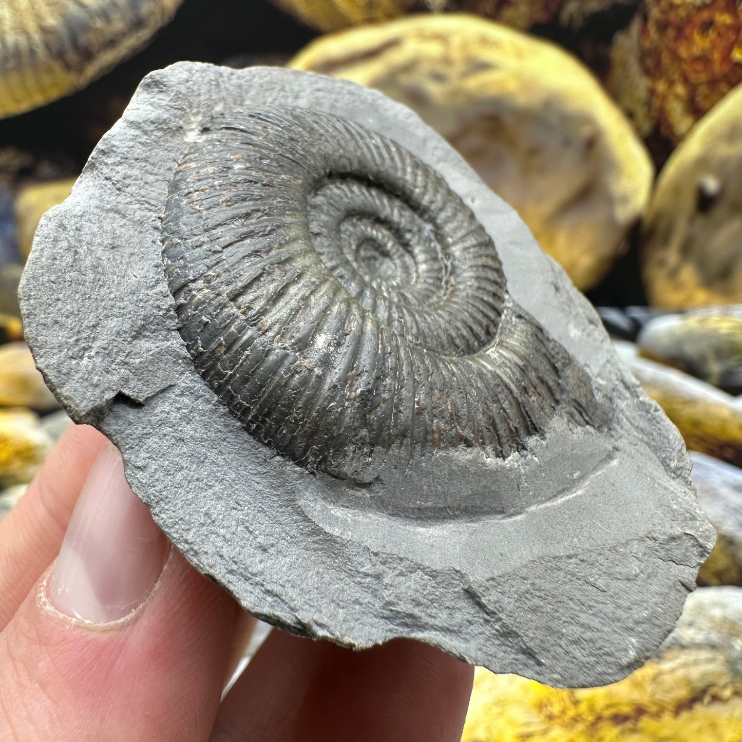 Dactylioceras semicelatum ammonite fossil - Whitby, North Yorkshire Jurassic Coast Yorkshire Fossils