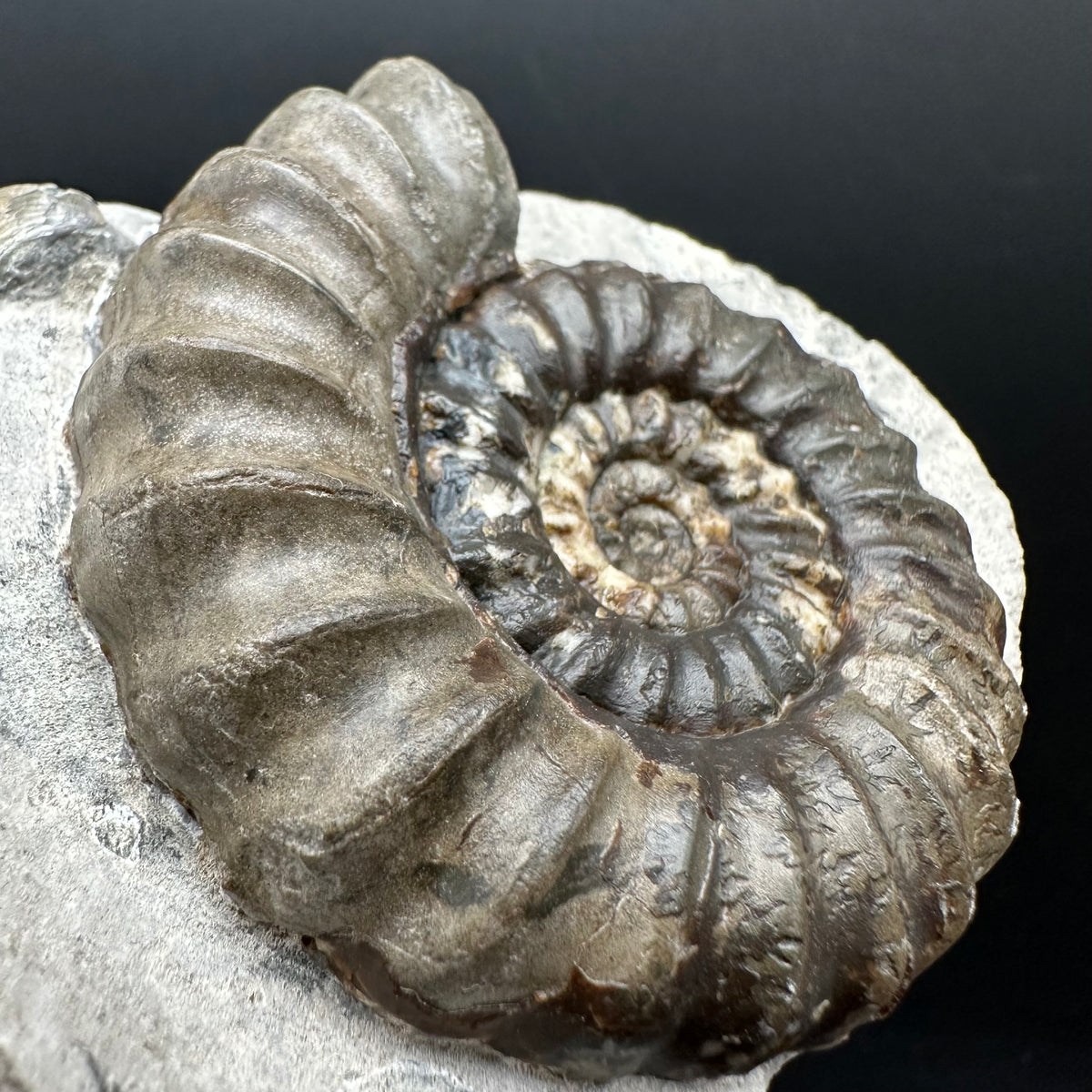 Androgynoceras maculatum ammonite fossil with box and stand - Whitby, North Yorkshire Jurassic Coast Yorkshire Fossils