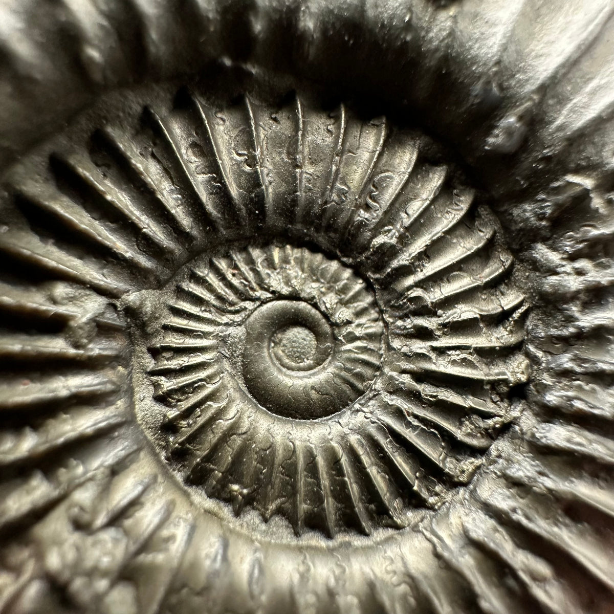 Schlothemia sp. ammonite fossil with box and stand - Whitby, North Yorkshire Jurassic Coast, Yorkshire fossils
