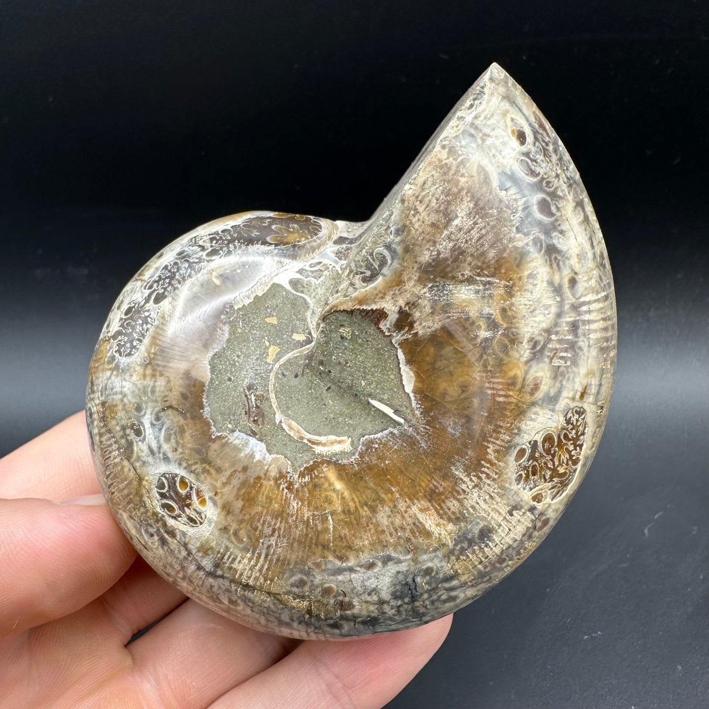 Phylloceras Ammonite Fossil With Box And Stand - Cretaceous Ammonite Madagascar