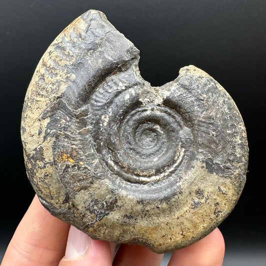 Hildoceras bifrons Ammonite Nodule (split pair) Fossil With Box And Stand - Whitby, North Yorkshire Jurassic Coast Yorkshire Fossils
