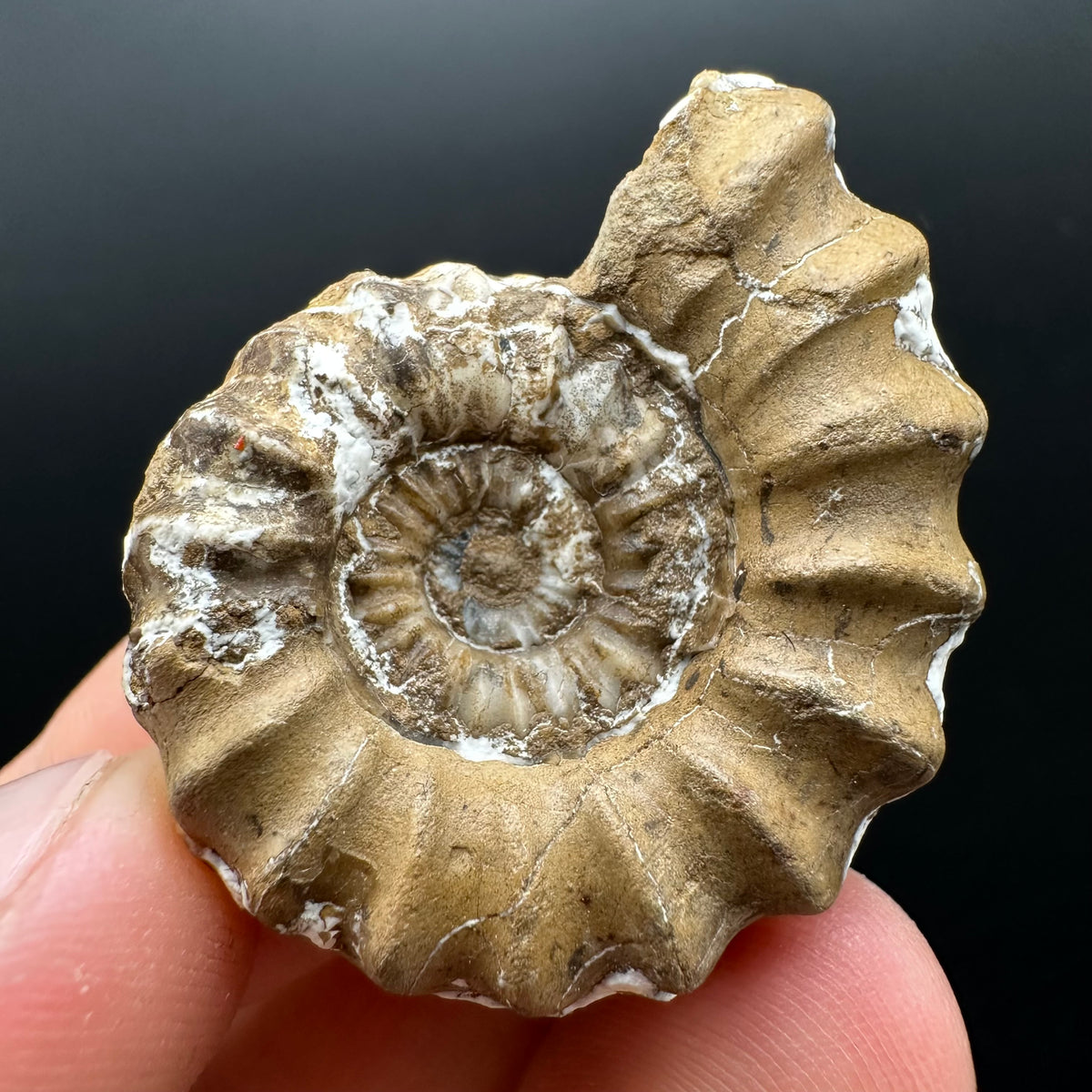 Androgynoceras capricornus Ammonite Fossil With Stand - Whitby, North Yorkshire Jurassic Coast Yorkshire Fossils