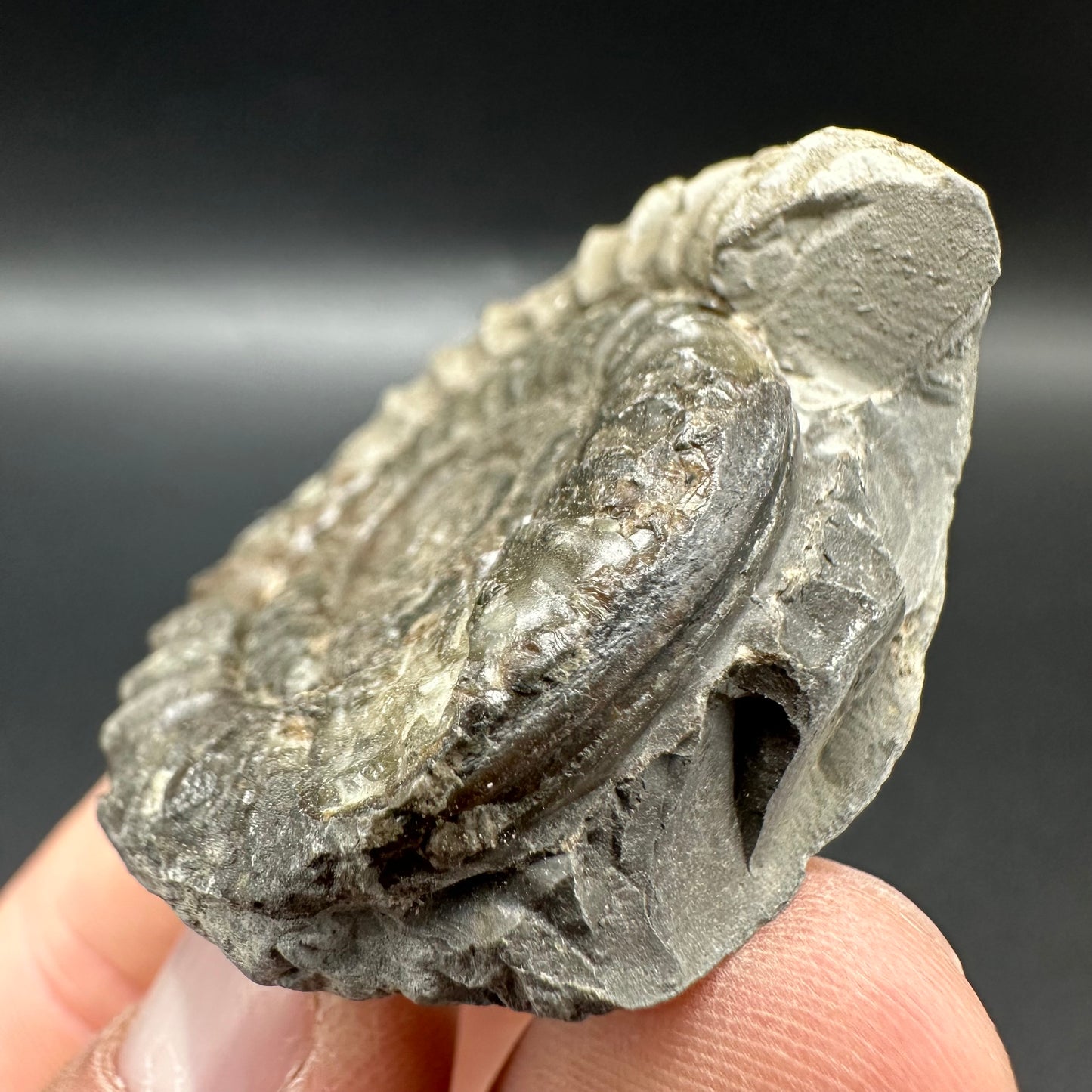 Arnioceras ammonite shell fossil - Whitby, North Yorkshire Jurassic Coast Yorkshire Fossils