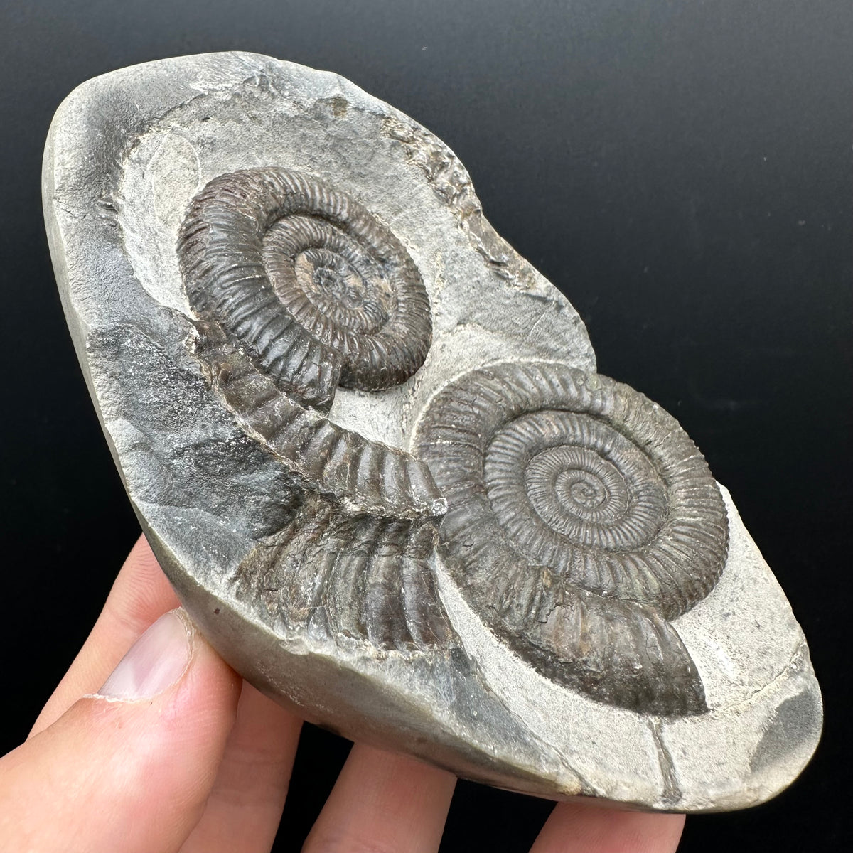 Dactylioceras Ammonite nodule (split pair) Fossil With Stand - Whitby, North Yorkshire Jurassic Coast Yorkshire Fossils