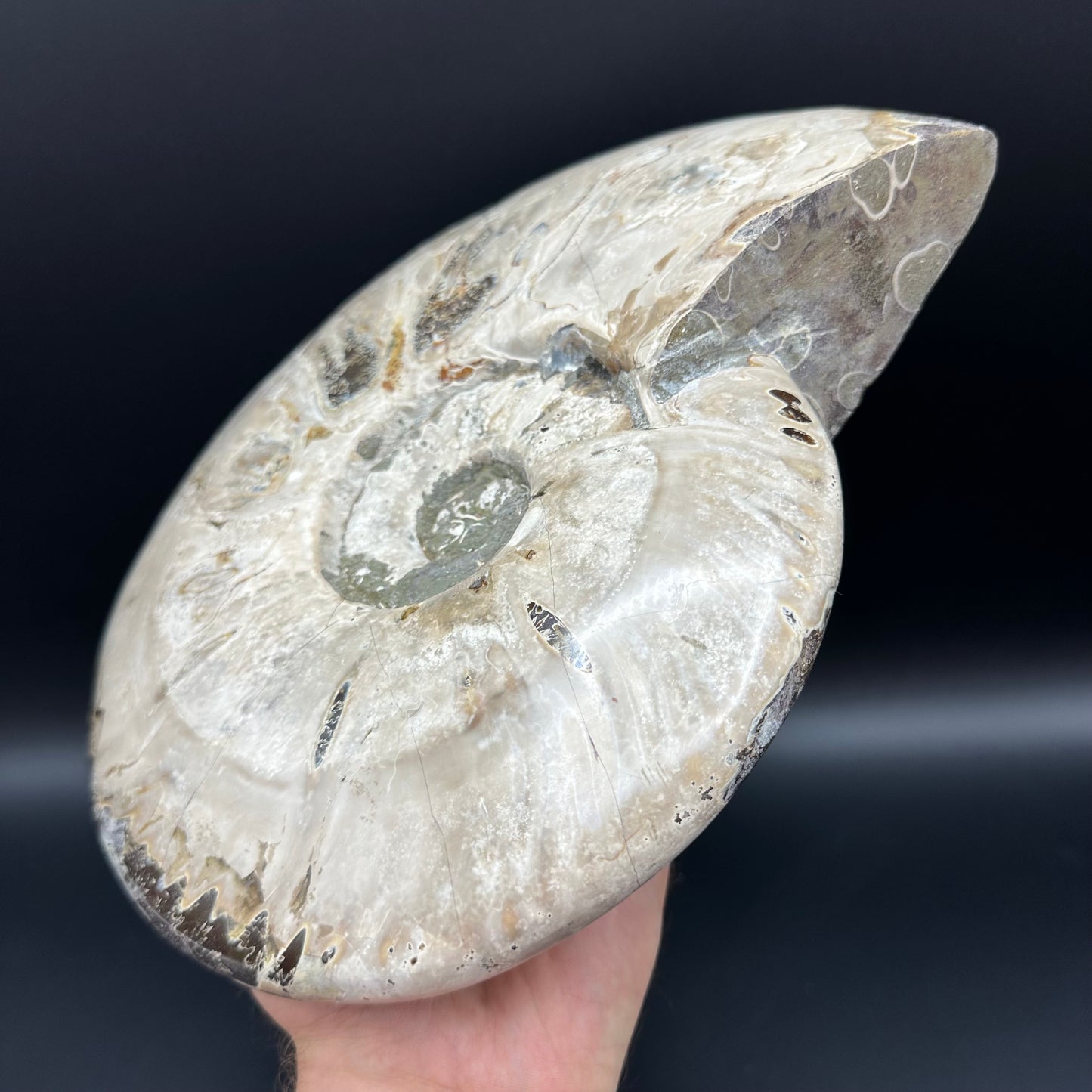 Cleoniceras Ammonite Fossil With Stand - Cretaceous Ammonite Madagascar