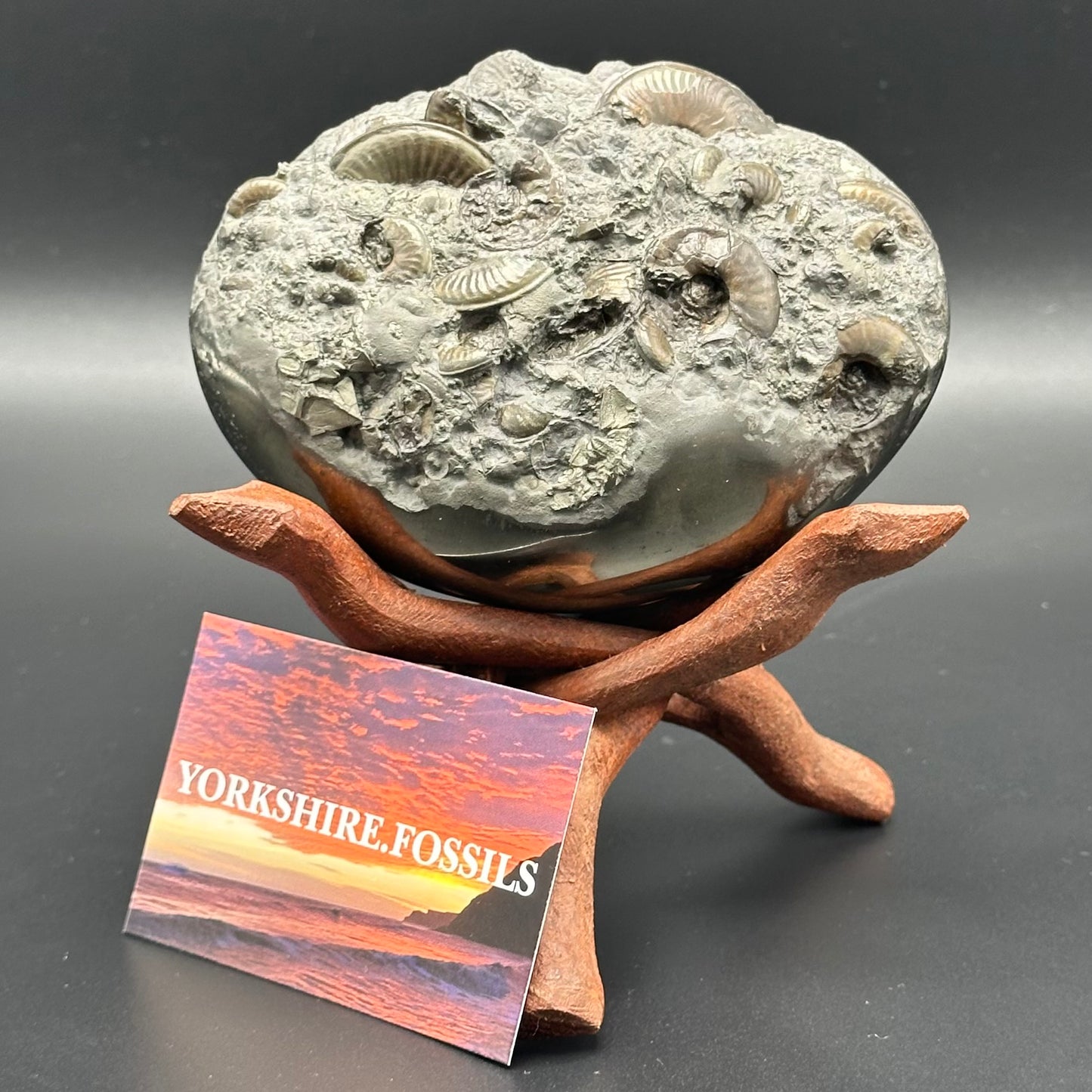 Golden Egg (GENUINE) Ammonite Fossil With Stand - Whitby, North Yorkshire Jurassic Coast Yorkshire Fossils