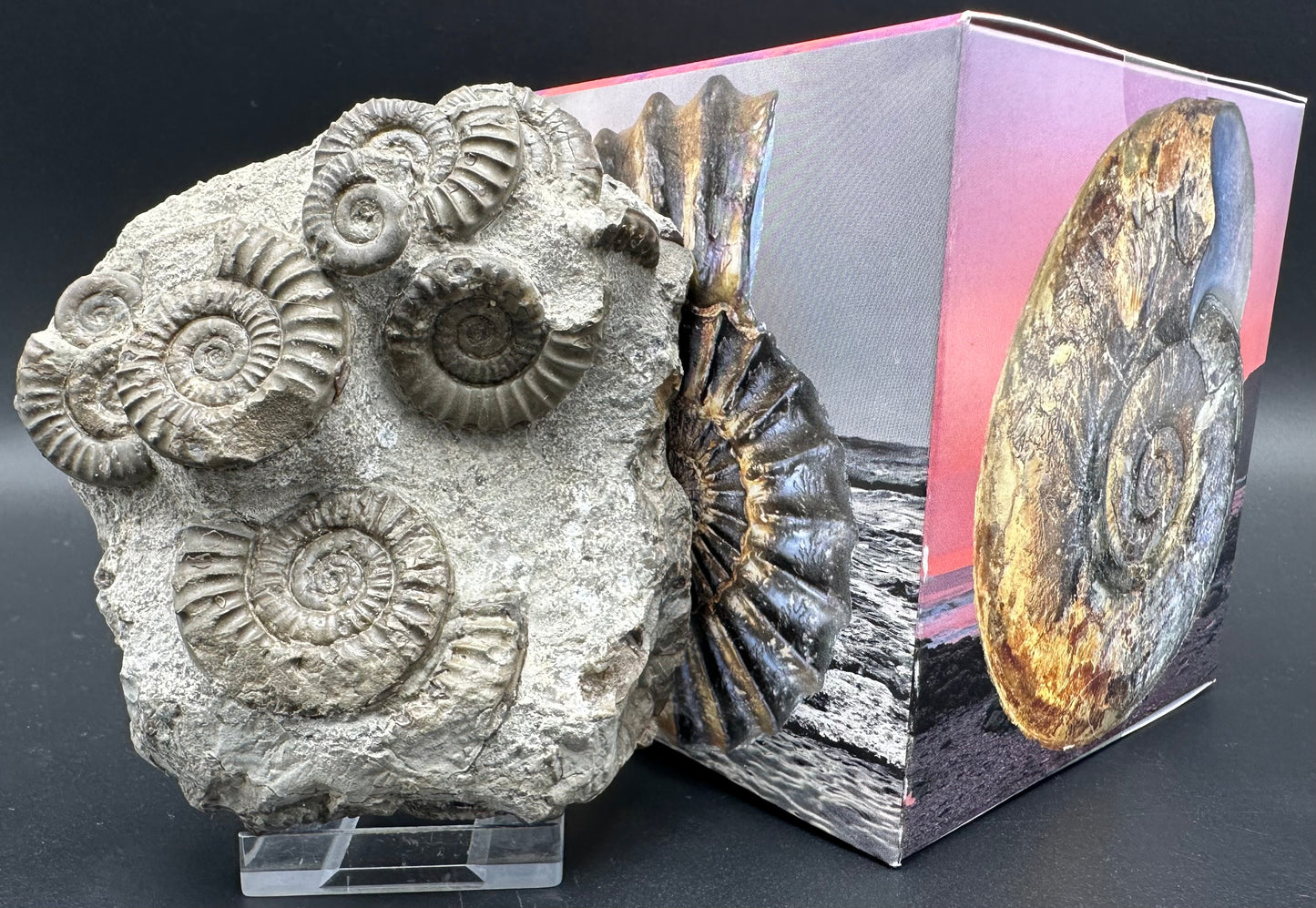 Arnioceras ammonite shell fossil with box and stand - Whitby, North Yorkshire Jurassic Coast Yorkshire Fossils