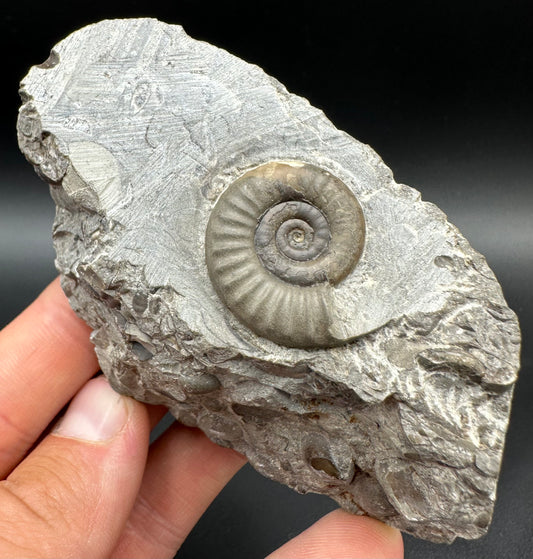 Arnioceras ammonite shell fossil with box and stand - Whitby, North Yorkshire Jurassic Coast Yorkshire Fossils