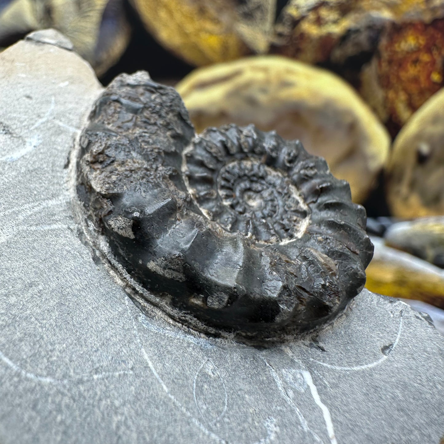 Pleuroceras paucicostatum ammonite fossil - Whitby, North Yorkshire